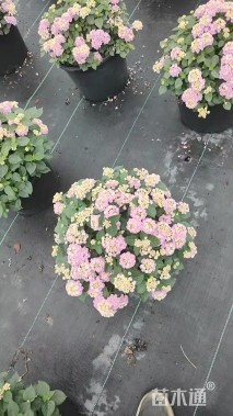 冠幅30厘米五色梅