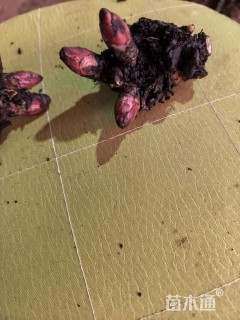 高度20厘米芍药