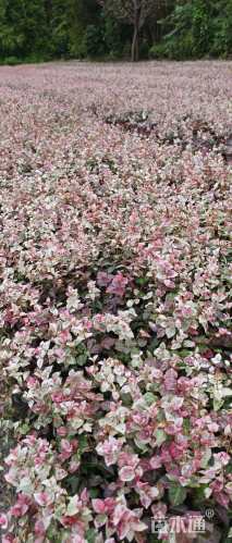 20厘米花叶络石