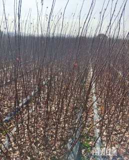 0.2公分日本红枫