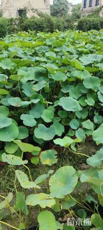 高度60厘米荷花