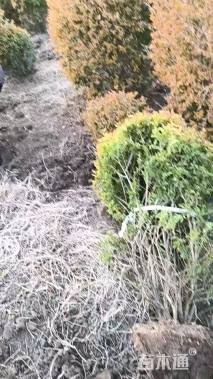 冠幅180厘米金冠女贞球