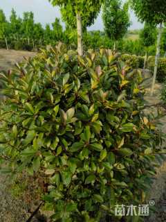 冠幅100厘米红叶石楠球