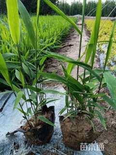 高度50厘米小盼草