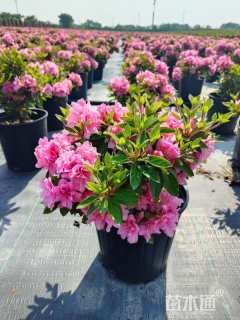 高度30厘米杜鹃