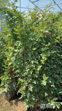 高度150厘米蔷薇