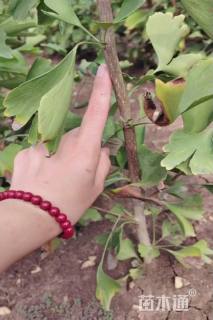 高度80厘米银杏小苗