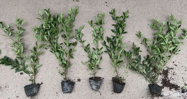 高度20厘米小叶栀子