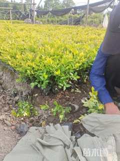 高度20厘米金森女贞