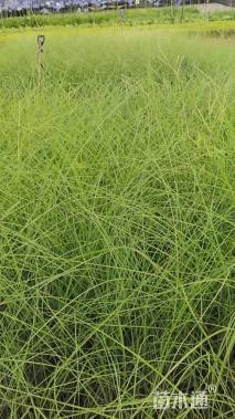 高度40厘米细叶芒