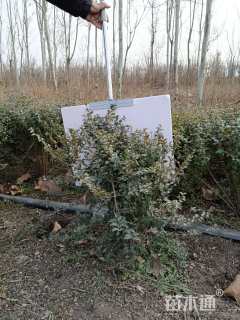 冠幅50厘米火棘球