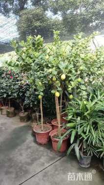 高度100厘米香水柠檬