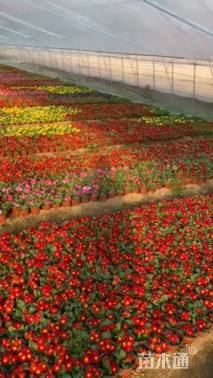 高度16厘米欧洲报春