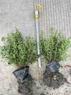 高度25厘米六月雪