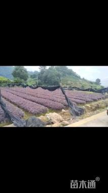 高度30厘米红花继木