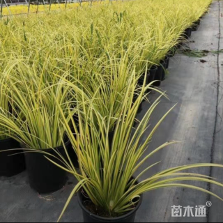 高度20厘米金叶石菖蒲