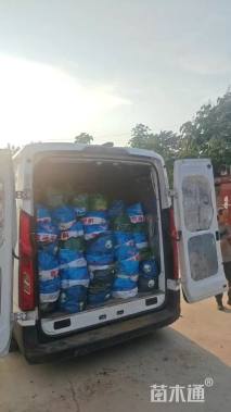 高度50厘米翠芦莉