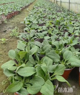 高度35厘米金光菊