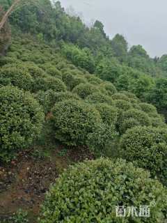 冠幅80厘米茶花球