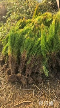 高度40厘米洒金柏