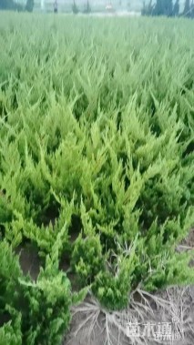 高度50厘米龙柏