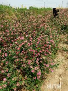 高度150厘米红花忍冬