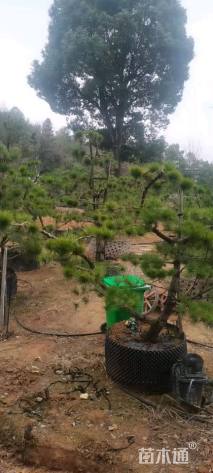 11公分造型黑松