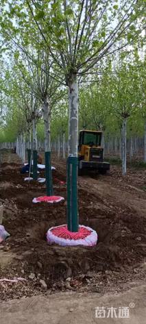 20公分速生法桐