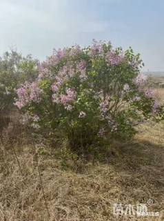 高度290厘米丛生紫丁香