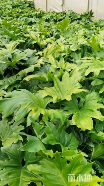 高度20厘米春羽