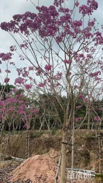 10公分紫花风铃木