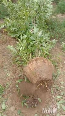 高度200厘米丛生蜡梅