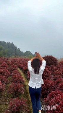 冠幅100厘米红叶石楠球