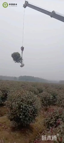 冠幅150厘米红叶石楠球