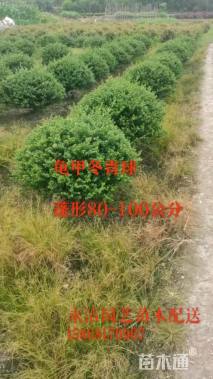 冠幅80厘米龟甲冬青球