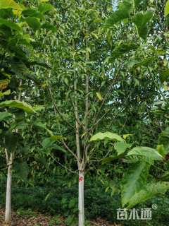 10公分二乔玉兰