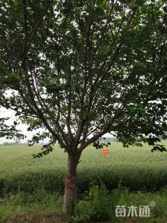 18公分染井吉野樱