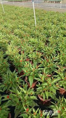 高度28厘米鸡冠花