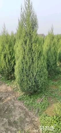 高度200厘米望都塔桧