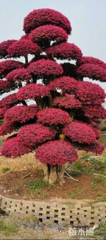 12公分造型红花继木桩