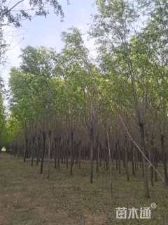 12公分柳树