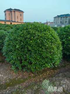 冠幅180厘米海桐球