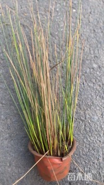 高度35厘米灯心草