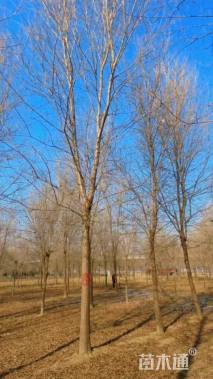 15公分榆树