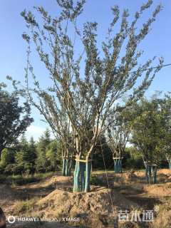 80公分丛生朴树