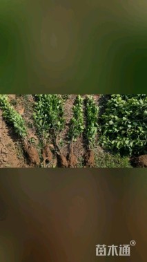 高度50厘米卫矛