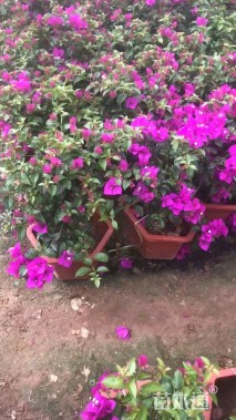 高度50厘米紫花勒杜鹃