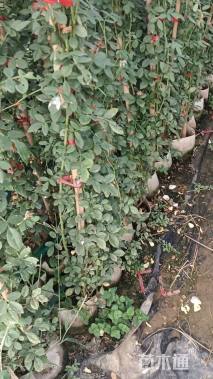 100厘米藤本月季