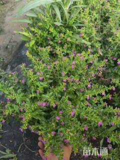 高度15厘米满天星