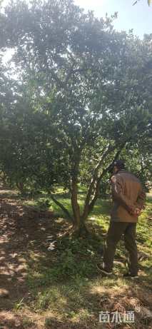 30公分香柚